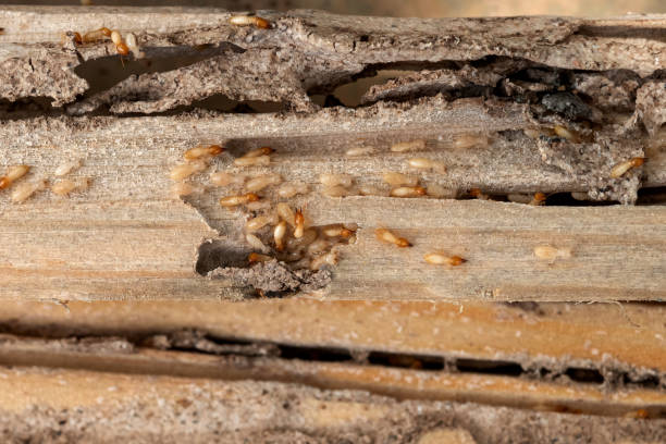 Best Bed Bug Extermination  in Noank, CT