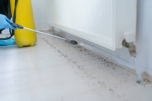 Best Rat Extermination Near Me  in Noank, CT